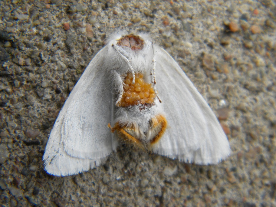 Potrebbe essere  Euproctis similis??